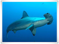 Hammerhead Shark Animal Pictures