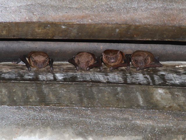 Lesser Asian House Bat - Scotophilus kuhlii