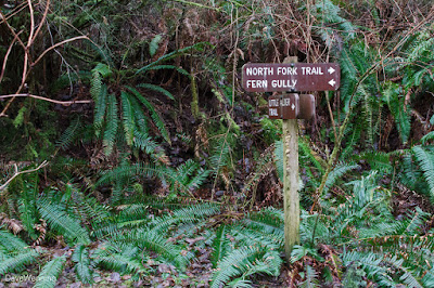 Fern Gully Trailhead