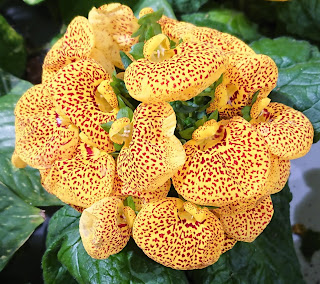 Tøffel, Calceolaria crenatifolia