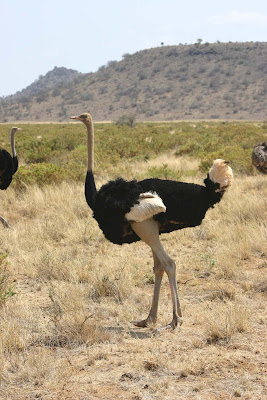 Ostriches