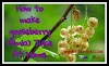 Why Is Make gooseberry Juice At Home Considered Underrated?