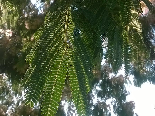 Foglie di Albizia julibrissin