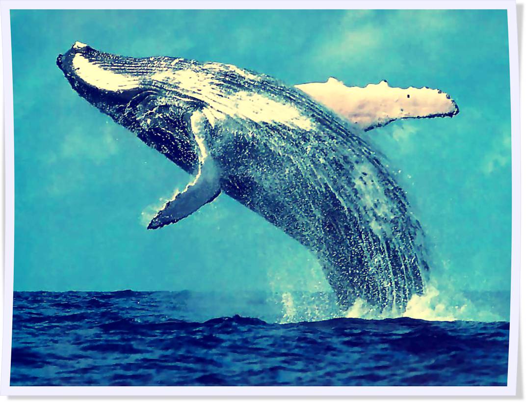 Lied en Aboo: Hummingbirds and whales...