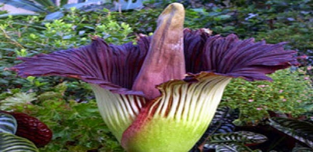 Flora Langka  di Indonesia Tumbuhan yang Dilindungi 