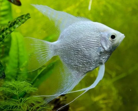 Ikan Manfish Platinum Angelfish