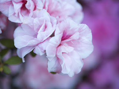 すべての美しい花の画像 アザレア 花言葉