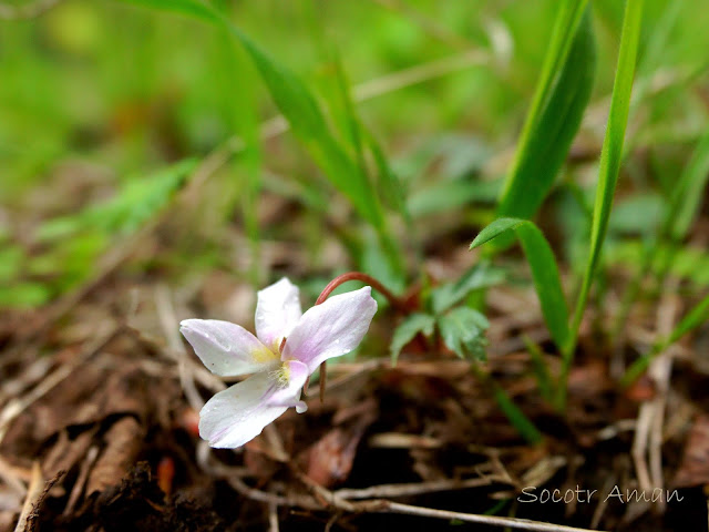 Viola eizanensis