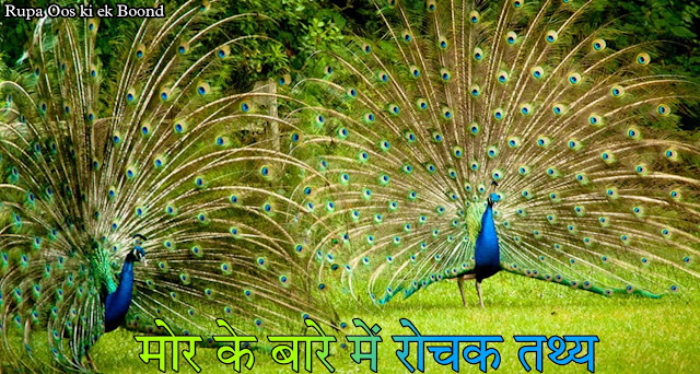 मोर के बारे में 21 रोचक तथ्य || 21 Interesting facts about Peacocks ||