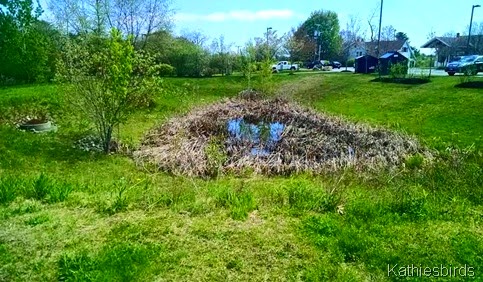 1. 5-18-15b small pond