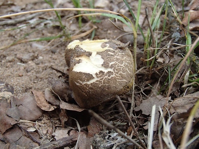 podgrzybek złotopory Xerocomellus chrysenteron