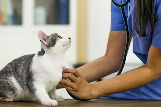 ¿Qué es un seguro para gatos y por qué podría necesitar uno?