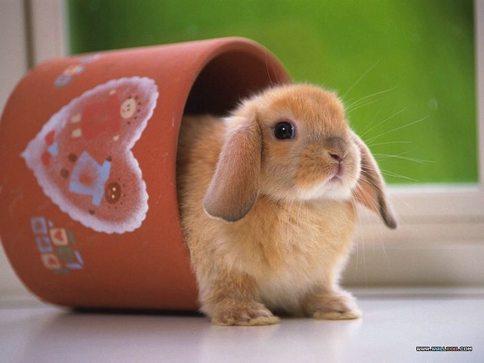 Baby Rabbits Photography