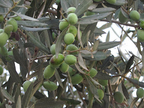 זיתים - לקטוף ולכבוש בצנצנת