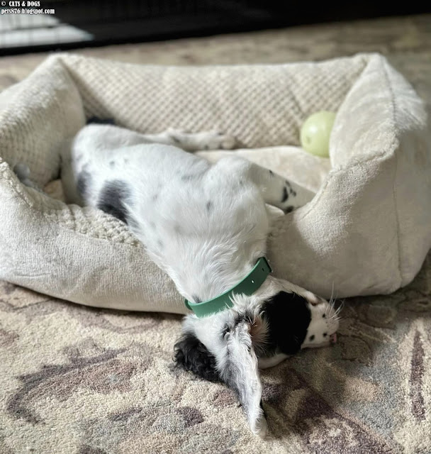 english setter