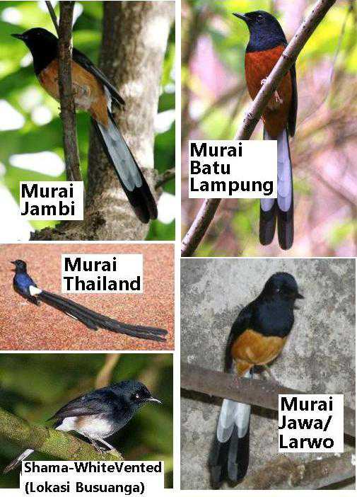 PENGETAHUAN UMUM macam jenis murai batu 