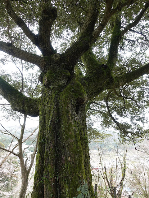 鳥取県西伯郡南部町鴨部　法勝寺城跡