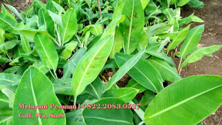 Bibit Pisang Raja Bulu, Bibit Pisang Unggul Jawa Timur, Bibit Pisang Unggul Jogja, Jual Bibit Pisang Agung Lumajang, Jual Bibit Pisang Tongkat Langit, Jual Bibit Pisang Songgolangit, Jual Bibit Pisang Cavendish Lampung, Jual Bibit Pisang Di Lampung, Jual Bibit Pisang Ambon Lumut, Jual Bibit Pisang Tongka Langit, Jual Bibit Pisang Merah, Jual Bibit Pisang Mas Kirana, Jual Bibit Pisang Murah, Jual Bibit Pisang Mas Kirana Lumajang, Jual Bibit Pisang Magelang,