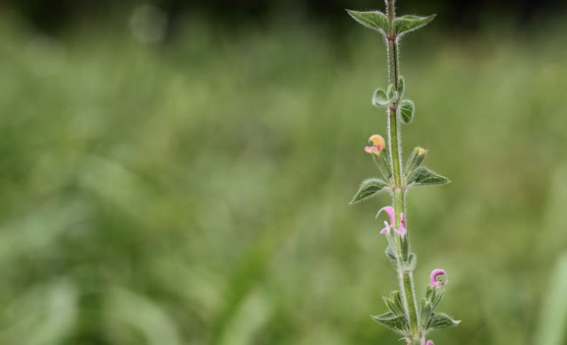 Annual Clary Sage