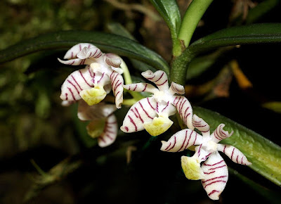 Trichoglottis pusilla care and culture