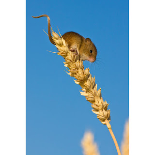 Mouse on ear of wheat