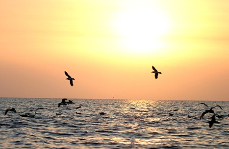 pajaros 2