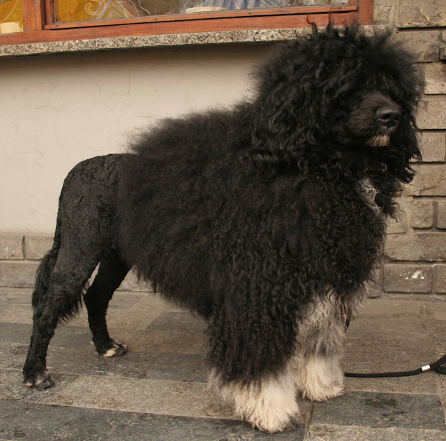 Perro de Agua Portugués