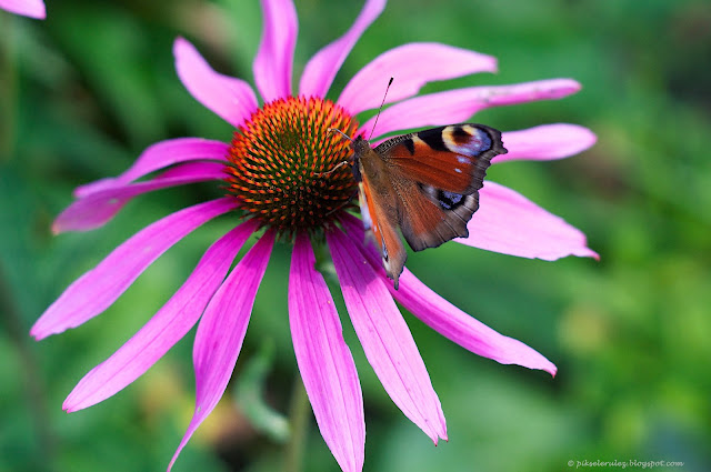 echinacea purpurea, jeżówka pospolita, kwiat, foto, kolor, motyl