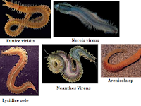 Pengertian, Ciri-Ciri, Klasifikasi Annelida Lengkap