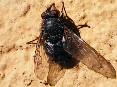 http://www.biodiversidadvirtual.org/insectarium/Calliphora-vicina-Robineau-Desvoidy-1830-img536429.html