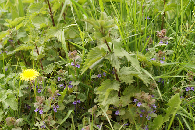 spring wildflowers in photographs