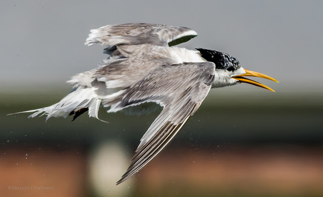 Swift Tern in Flight Photography - Woodbridge Island / Cape Town Copyright Vernon Chalmers