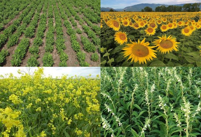 Top Major Crops in India