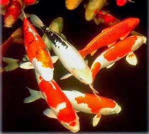 ikan-hias