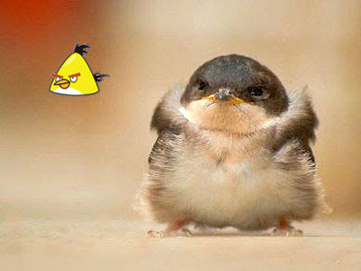 burung angry birds