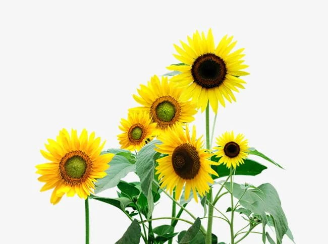 Sunflower PNG Picture - Sunflower PNG Images Download - Sunflower Flower Images Download - Sunflower flower images download