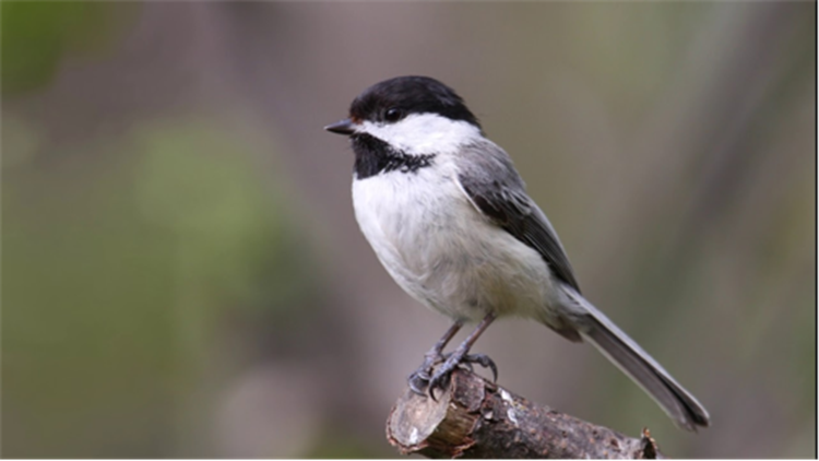 Carbonero (Poecile atricapillus).