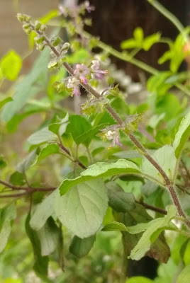  Holy basil or Tulsi plant uses to our health, that cured many diseases
