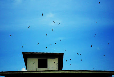 Bagaimana Cara Melihat Burung Walet Yang Menginap ?