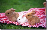 rabbit 26 1440x900 wallpaper[2]