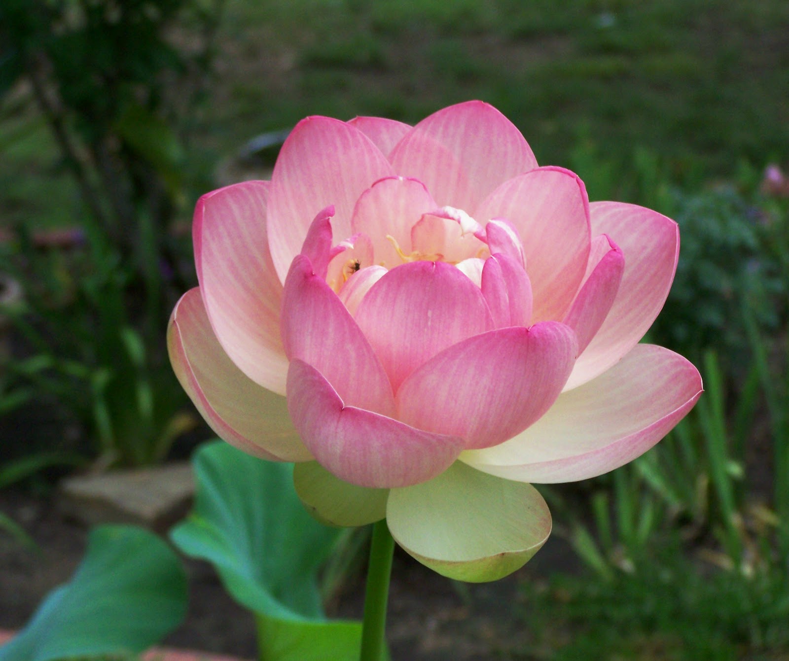 Gambar Bunga Lotus