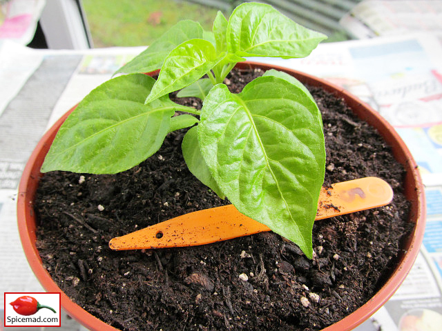 Papa Joe's Scotch Bonnet - 13th April 2023