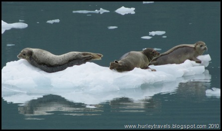 Harbor seals lounging on the ice.