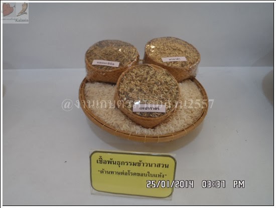 'งานเกษตรภาคอีสาน ขอนแก่น 2557