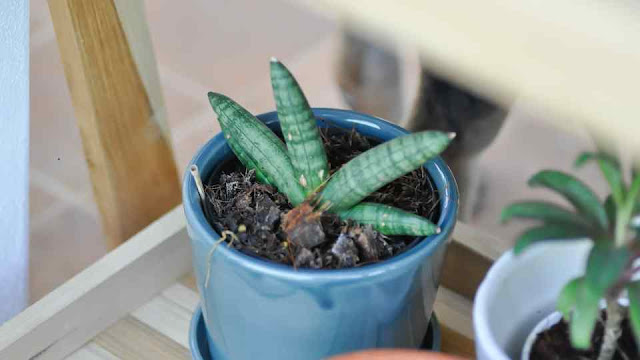 tanaman hias kecil indoor