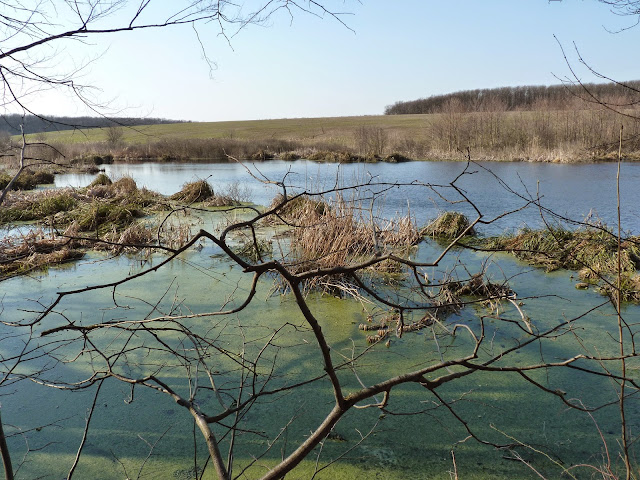 lac, Căldărușani, primăvara