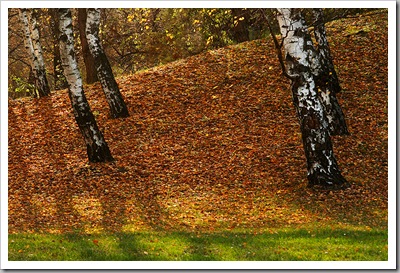 Vektorok - Óbudai-sziget, 2009. november 15.