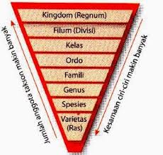 Ide 22+ Buatlah Satu Contoh Klasifikasi Tumbuhan Dari Tingkat Kingdom Sampai Ke Species 