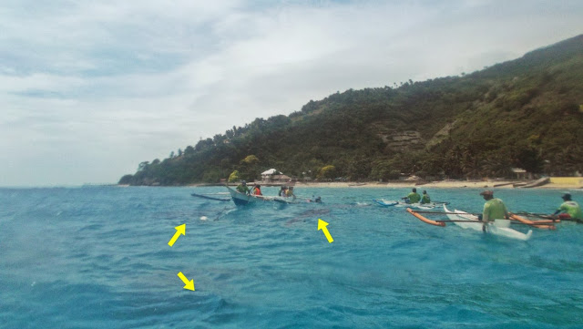 three whalesharks barely seen on the surface of the water in oslob cebu