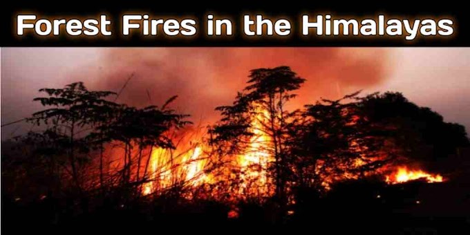 Important Concepts - Forest Fires in the Himalayas